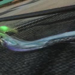 ついにタッチーがやってきた！