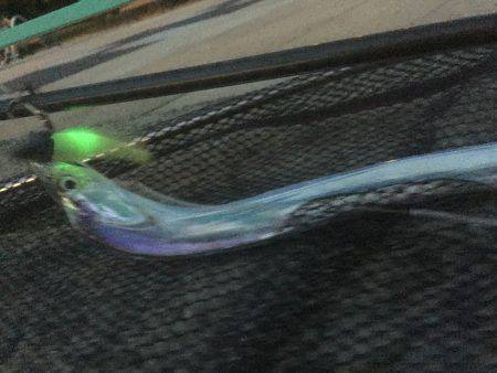 ついにタッチーがやってきた！