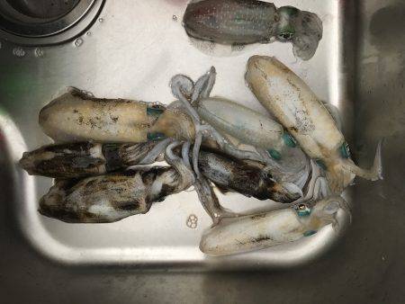 アオリイカ 爆釣！