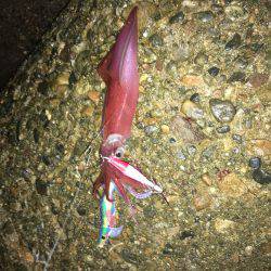 会社帰りプチエギング