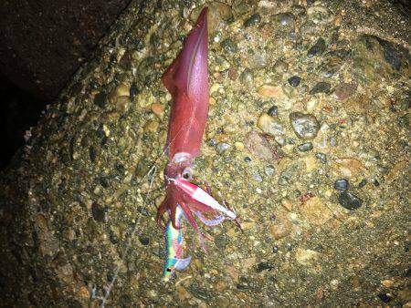 会社帰りプチエギング