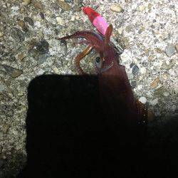 エギング楽しいわ(☝︎ ՞ਊ ՞)☝︎