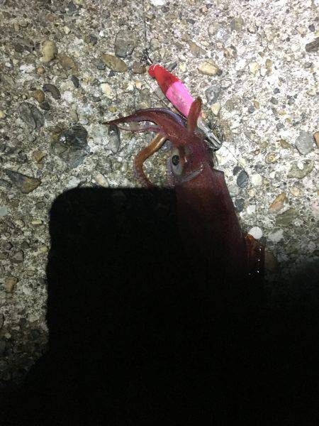 エギング楽しいわ(☝︎ ՞ਊ ՞)☝︎