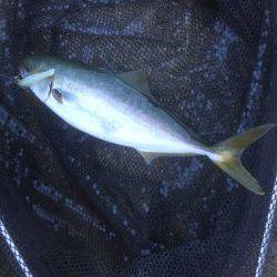 マナティ ルミノーバ