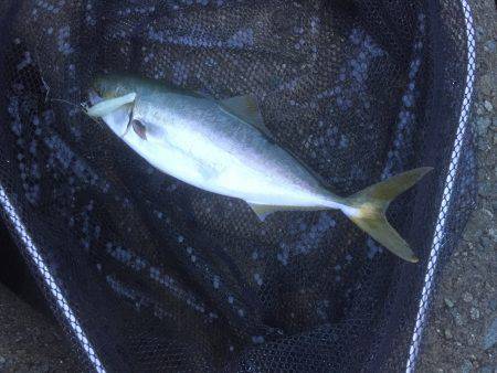 マナティ ルミノーバ