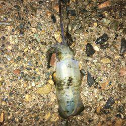 やっとこさのアオリン♡