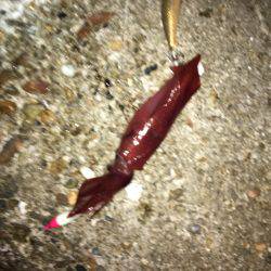 イカをテトラに置いてるとハサミ虫が寄ってくる。