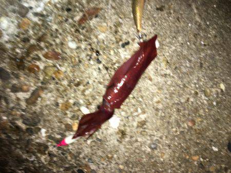 イカをテトラに置いてるとハサミ虫が寄ってくる。