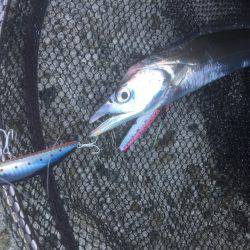 タチウオ絶好調！