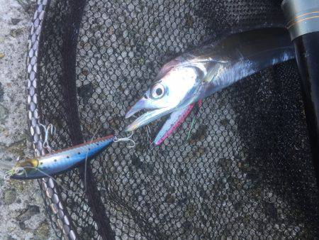 タチウオ絶好調！