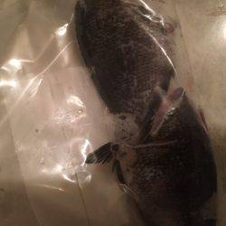 ひさびさサビキ