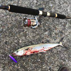 今年初のサゴシ