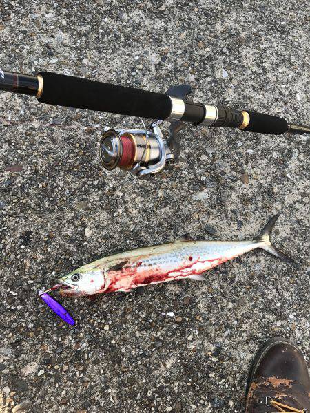 今年初のサゴシ