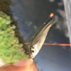 オイカワかな？w