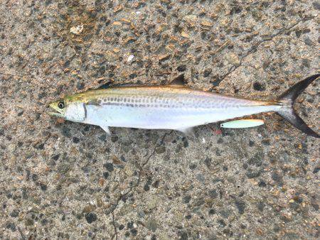 北公園にてショアジギング