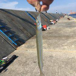 タチウオして帰ればよかったー