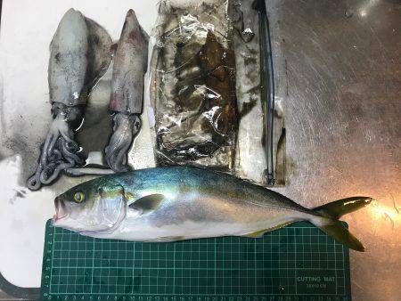 大蔵海岸で夜エギング、ショアジギング