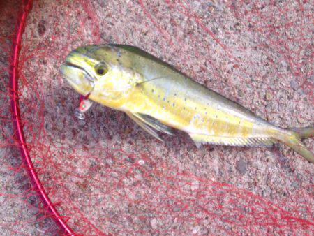 シイラ＆カマス