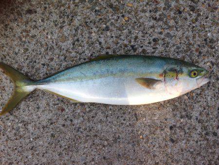 ギリはまちゃん2