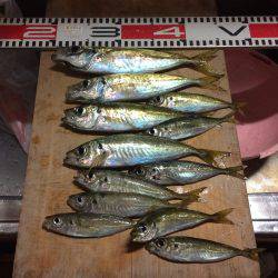 アジ釣り⑮ 久しぶりのアジ