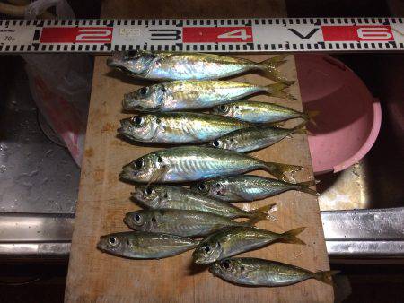 アジ釣り⑮ 久しぶりのアジ