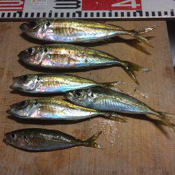 アジ釣り⑯ サヨリ釣りは今年初