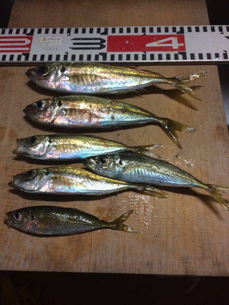 アジ釣り⑯ サヨリ釣りは今年初