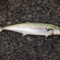 タチフォーからのサゴフォー