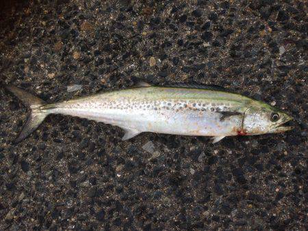 タチフォーからのサゴフォー