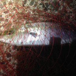 ハマツーのちサゴツー