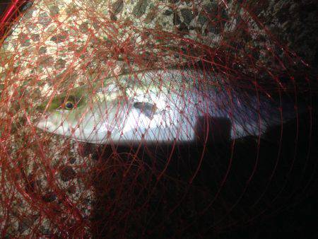 ハマツーのちサゴツー