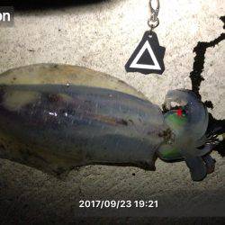 エギングのちアジング