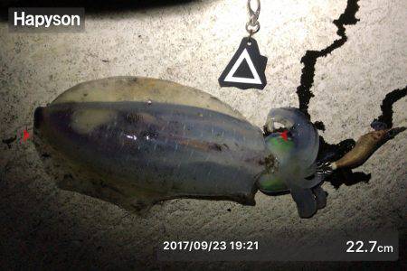 エギングのちアジング