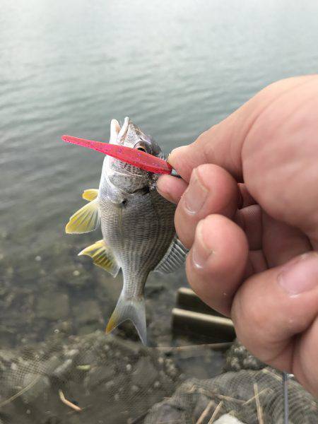 メッキ狙いでまさかの・・・