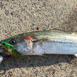 ワインド、FLAPでタチウオ