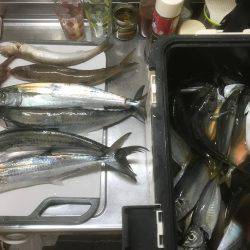 サゴシ、アジなど 筏ショアジギングで。