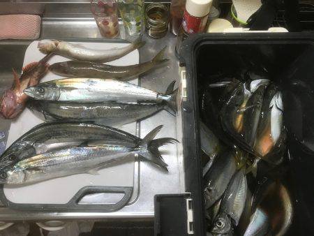 サゴシ、アジなど 筏ショアジギングで。