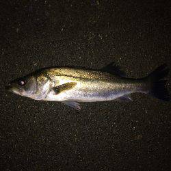 秋らしくなって来ました。