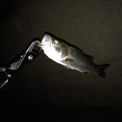 サイズが伸びず。