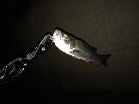 サイズが伸びず。