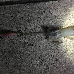 大潮なのに渋いね〜