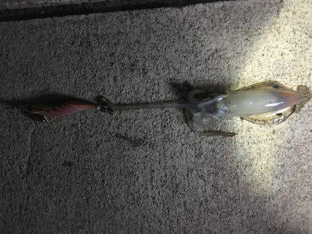 大潮なのに渋いね〜