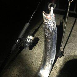 96センチとかもいてます