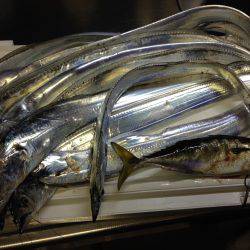 台風前のタチウオ