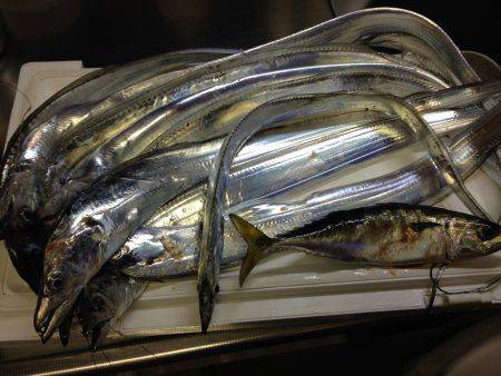 台風前のタチウオ