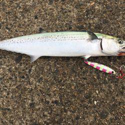 ショアジギング