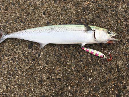 ショアジギング