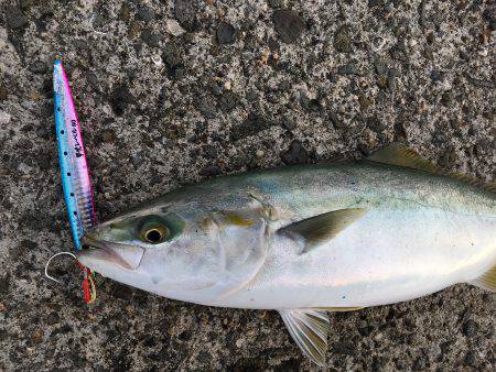 ツバス(48cm)タチウオ