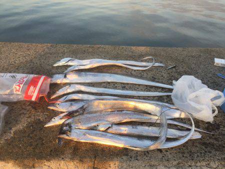 ケーソンのタチウオ