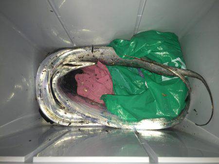 タチウオ好調！ サビキは不調